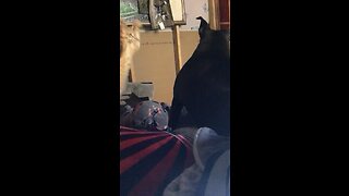 Kitten playing with pit until she wants to play