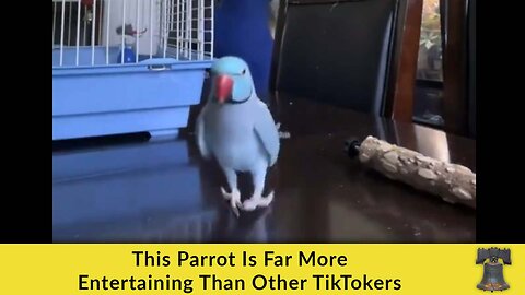 This Parrot Is Far More Entertaining Than Other TikTokers
