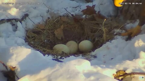 Hays Eagles Mom shows closeup view of the Eggs 2022 03 14 8:04am