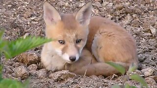 Fox Cub