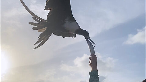 Hand Feeding Giant Bird in Belize