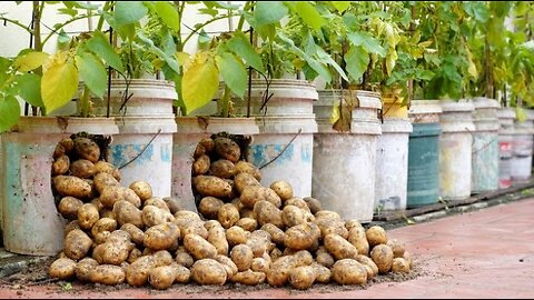 Try this Potato growing method now, you'll never have to buy Potatoes again
