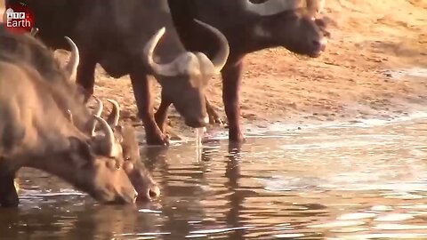 Lucky Buffalo Escaped Death when Attacked by Crocodile But What Happen Next.mp4