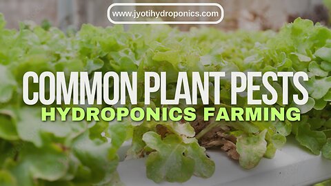 16. Pest and How to recognize them (Jyoti Hydroponics Farm)