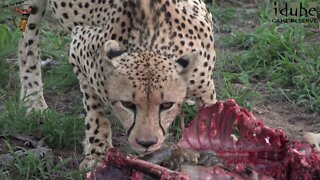 Cheetah With The Last Scraps Of An Impala
