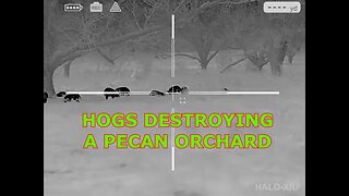 HUNTING HOGS DESTROYING A PECAN ORCHARD