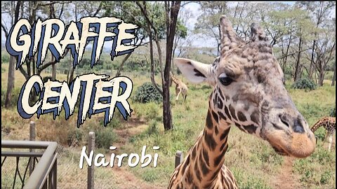 Giraffe Center, Nairobi 🇰🇪