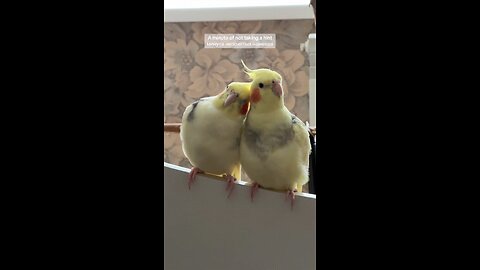 Cockatiel Singing Love Story