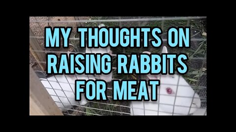 My Thoughts on Raising Rabbits for Meat - Ann's Tiny Life