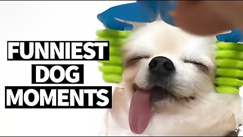 Funniest Dog Fails 2023😹🐶 - Caught On Camera! | Toon Tv