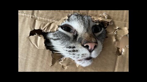 Funny animals - Funny cats dogs - Funny animal videos