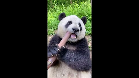 panda eating bombu