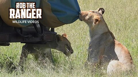 The Topi Pride Of Lions | Maasai Mara Safari | Zebra Plains