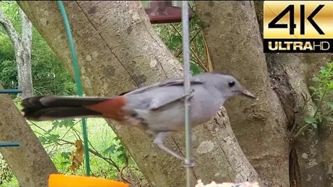 Thrasher vs Catbird, At the Feeder in Middle Tennessee