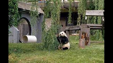 Giant pandas leave Edinburgh Zoo for return to China