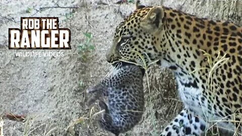 Adorable New Baby Leopard Cubs