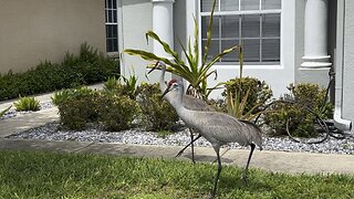 Sandhill cranes on spring break March 26 2024