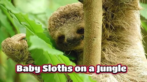 Are Baby Sloths being Sloths?
