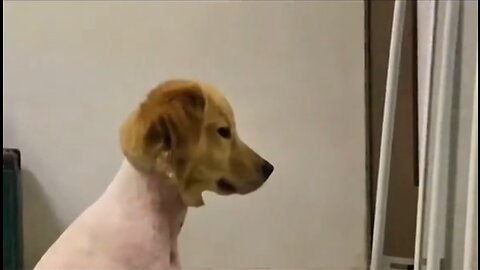 Shaved Dog Becomes Really Self Aware When Looking In The Mirror
