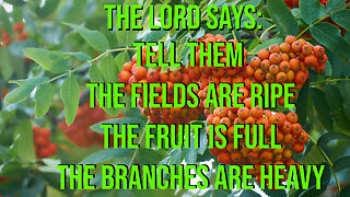 The Lord Says: The FIELDS ARE RIPE, the FRUIT IS FULL, the BRANCHES ARE HEAVY Prophetic Word 2023
