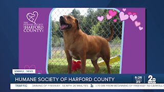 Shout out: Humane Society of Harford County