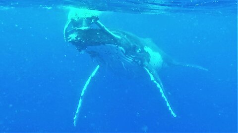 Mother humpback whale proudly visits swimmers with her new baby