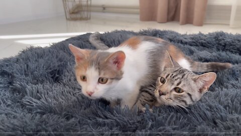 Golden Retriever Shocked by a Kittens occupying his bed!