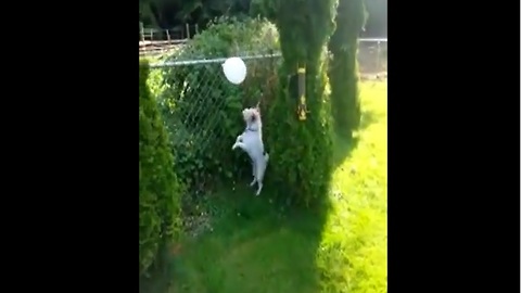 Jack Russell Terrier loves to play and pop balloons!