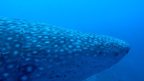 FACE TO FACE with a Whale Shark