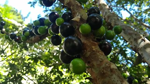 frutíferas produzindo em vaso jabuticaba olho de boi Sabará Cambuci biriba caju fruta pão coco...