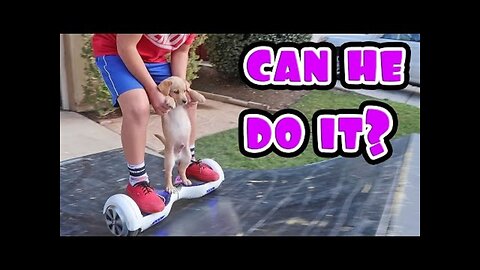 PUPPY ON HOVERBOARD!