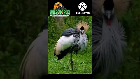 #graycrownedcrane