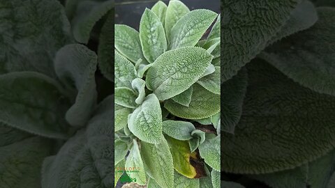 Lamb's Ear: A silver-green ground cover plant with plush texture (Stachys byzantina)