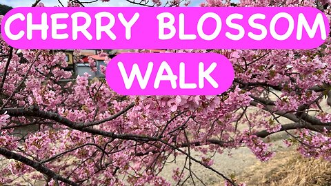 Kawazu Cherry Blossom Festival Walk (河津桜)