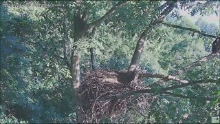 Hays Bald Eagles Juvenile Returns From Morning Fledge 61022