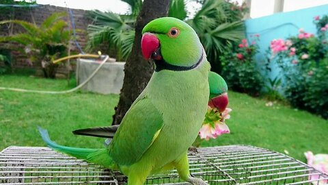 Amazing Parrot Video
