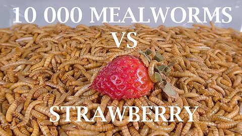 10 000 MEALWORMS VS STRAWBERRY