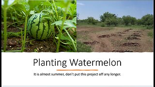 Planting Watermelon