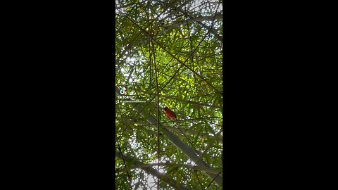 Bamboo and Cardinals - -orlando Bamboo Nursery 407-777-4807