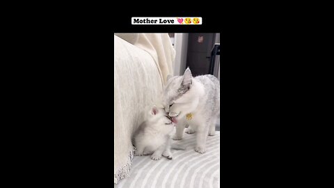 Mother love 😘 😘 💓💓 cat lover