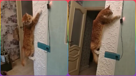 Shock. Crazy red Maine Coon climbed the wall to play with a garland