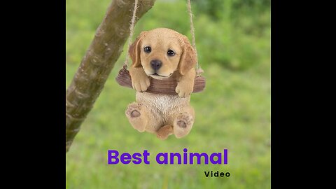 Cute animals 😍 video for kids