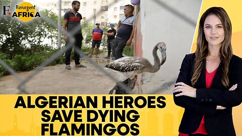 Algerian Volunteers Rescue Around 300 Flamingos From Dried-up Lake | Firstpost Africa