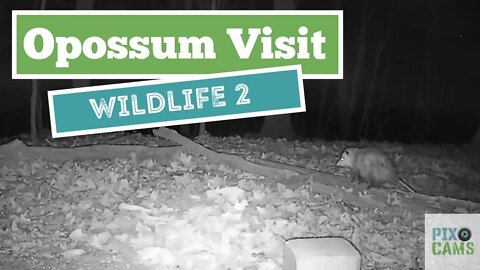 Opossum visits Wildlife Cam 2