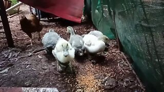 Bantam Hen ( P 3 ), With her Ducklings, Now over a Month old ( Video 4 )