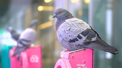 The Pigeon of the Pink Bicycle Stand