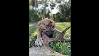 GIANT Pit Bull goes on a “Moose Hunt” 🦁😋🫎