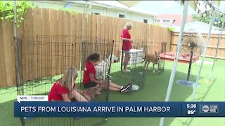 Dogs rescued from Hurricane Ida zone find homes in Pinellas County