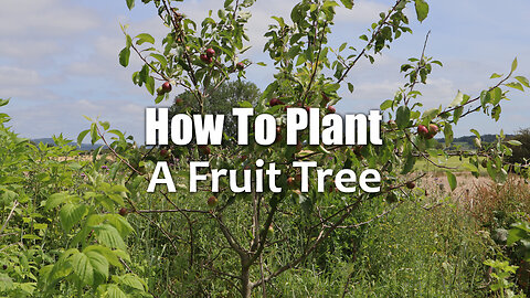 How To Plant A Fruit Tree | Start Your Own Food Forest