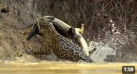 Jaguar vs croco combat à mort!